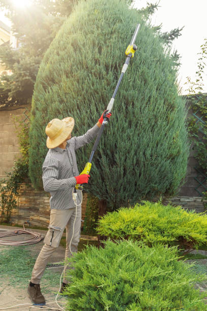 Best Palm Tree Trimming  in Saylorsburg, PA